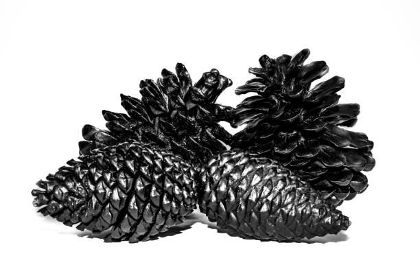 cones from coniferous tree on black slate