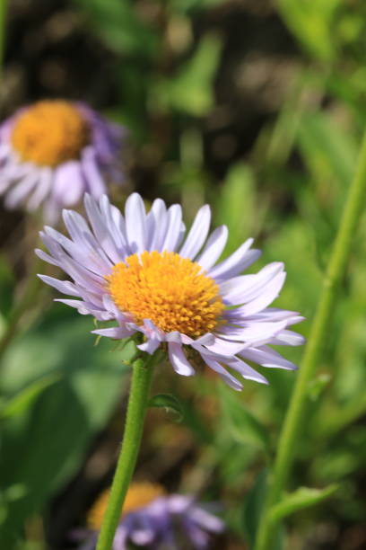 istock Wildflowers of the West 1329774565