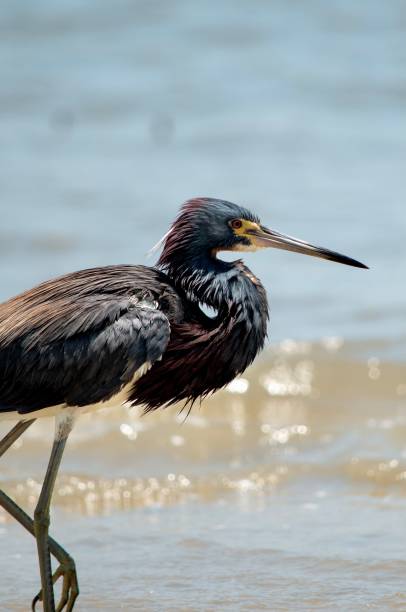 istock Tricolored Heron Close-Up Portrait 1329774682