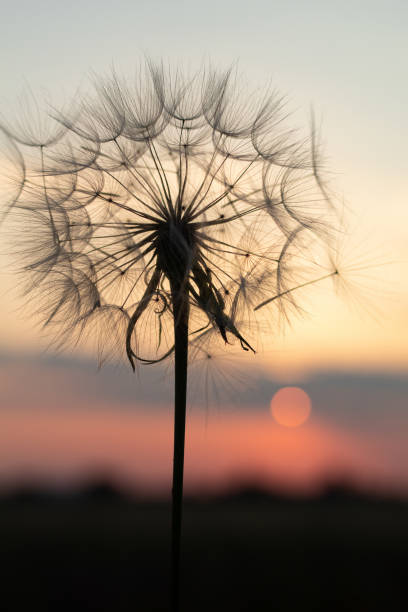 istock Big dandelion is in the field during sunset 1329775622
