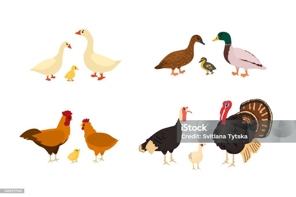 Cute Cartoon Duck Goose Chicken Rooster Turkey Chicken Gosling Vector Hand  Drawn Illustration On White Background Stock Illustration - Download Image  Now - iStock