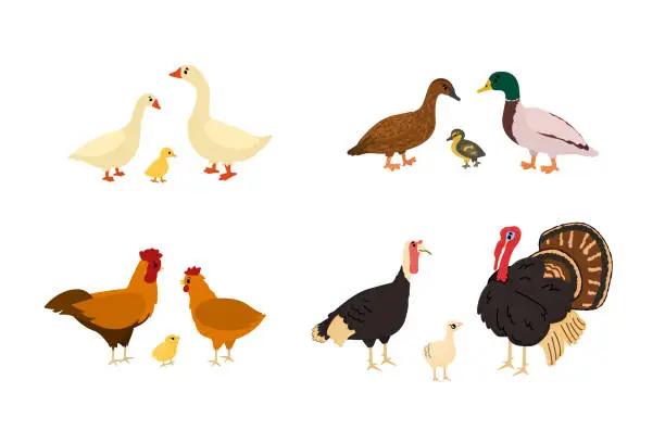 Vector illustration of Cute cartoon duck, goose, chicken, rooster, turkey, chicken, gosling. Vector hand drawn illustration on white background