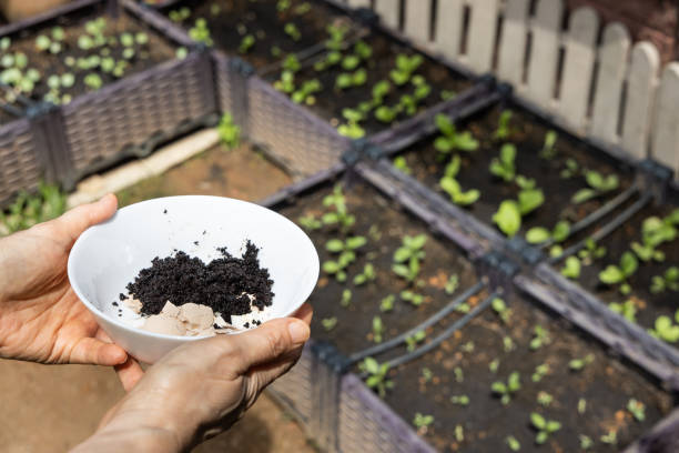 istock Hand holding crushed egg shell and spent coffee grounds in bowl. Natural organic fertilizers for gardening rich in nitrogen, calcium and potassium 1329779656