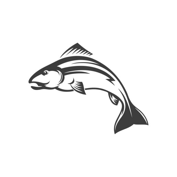 Trout grayling white fish isolated atlantic salmon Fish atlantic salmon isolated monochrome icon. Vector char grayling whitefish fishing sport trophy. Trout sea food, fishery mascot. Underwater animal, salmon freshwater fish, seafood, omega resource burned corpse stock illustrations