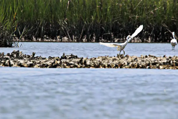 White Great Egret spreads wings and walks along oyster bed. Estuary water in foreground.
