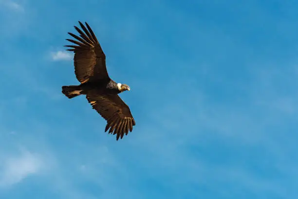Andean Condor (Vultur Gryphus) in flight with copy space, Colca Canyon, Arequipa, Peru.