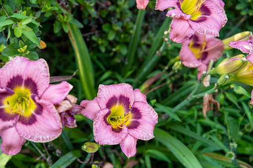 Gorgeous flowers spring out of a green background in natural sunlight. Colors are fantastic, bright yellow centers contrast with the wide ink petals and stamens. No people, with copy space.