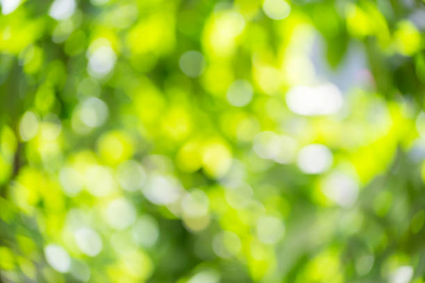istock green bokeh of nature 1329790051