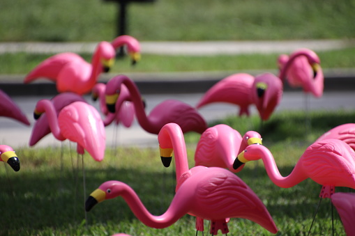 Plastic Flamingoes in Yard as Symbol of Breast Cancer Awareness