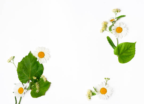 istock chamomile, leaves and twigs on a white background. 1329793392