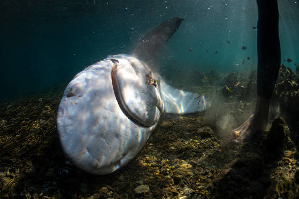 istock Shark head in the shallow water 1329794165