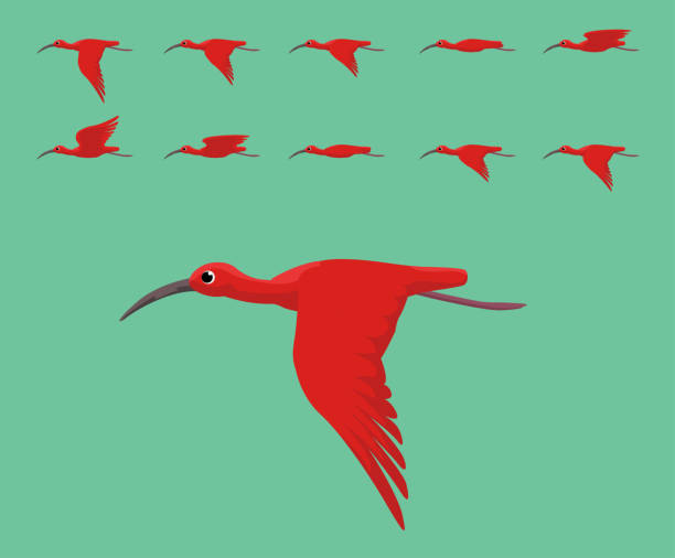 ilustrações, clipart, desenhos animados e ícones de animação bird scarlet ibis flying cute cartoon vector illustration - íbis escarlate