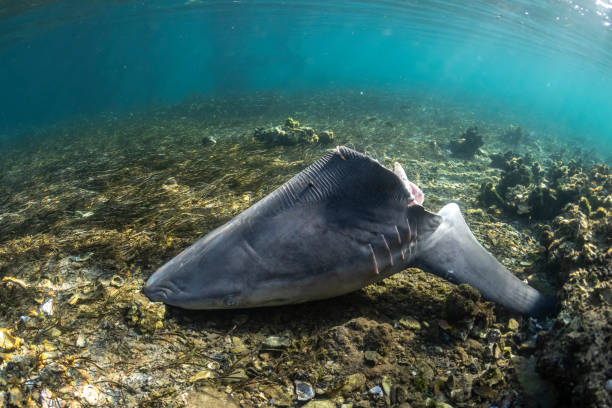 istock Shark head in the shallow water 1329794369