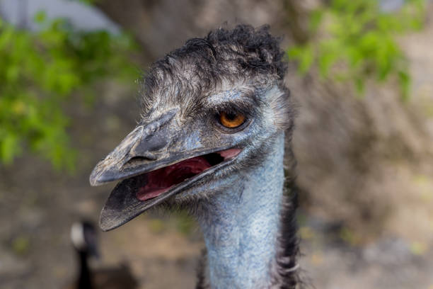 istock Portrait of blue emu with open mouth. 1329796091