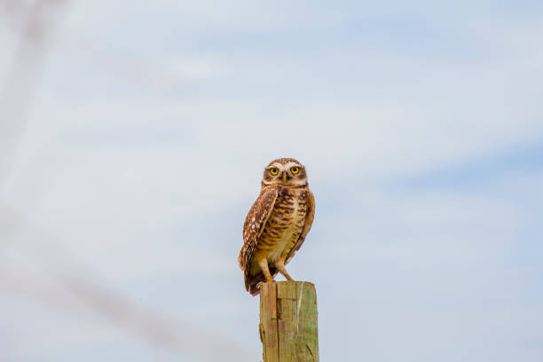 istock burrowing owl on a wooden trunk in Rio de Janeiro 1329797865