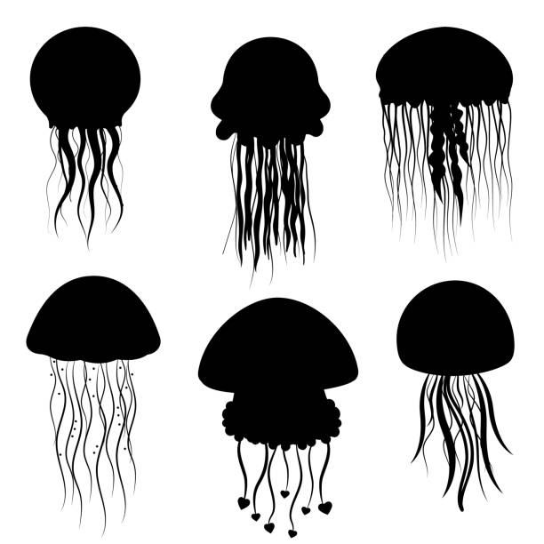 바다 해파리, 검은 스텐실, 템플릿, 벡터 일러스트레이션 - aquarium biology jellyfish nature stock illustrations