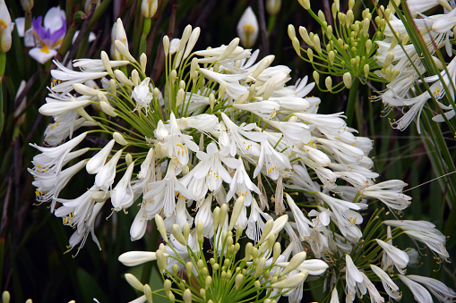 Close-up view of white agapanthus blossoms