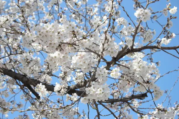 white cherry blossom wit sky