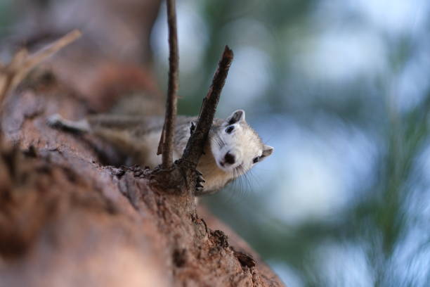 istock A squirrel looks for a treat 1329801993
