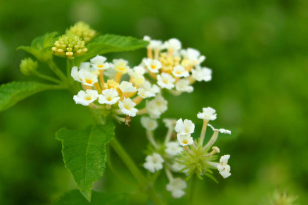 istock beautiful white flowers on a green background 1329802110