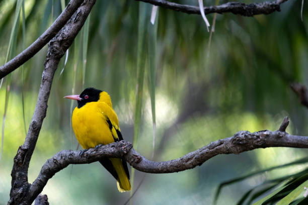istock yellow bird in wild life 1329802114