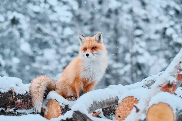 volpe rossa seduta su catasta di legna - animal mammal outdoors red fox foto e immagini stock