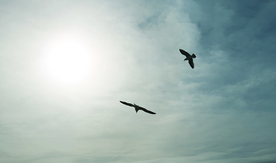 two seagulls flying freely in the sky towards the sun on a blue background with clouds - birds wallpaper