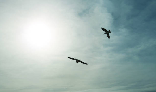 two seagulls flying freely in the sky towards the sun on a blue background with clouds - birds wallpaper two seagulls flying freely in the sky towards the sun on a blue background with clouds - birds wallpaper birds flying in sky stock pictures, royalty-free photos & images