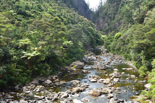 Waitawheta River Native Bush stock photo