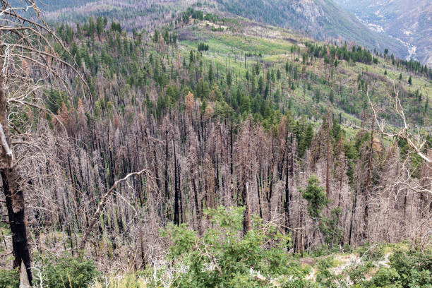 istock Yosemite Valley showing Recovery from Wildfires 1329803186