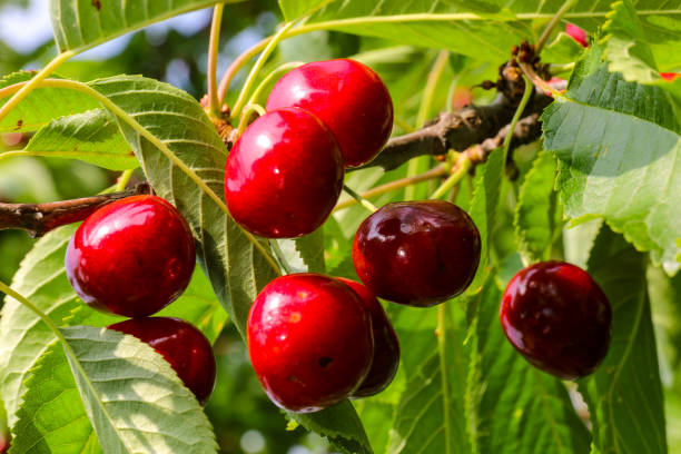 istock ripe dark red sweet cherries on the branch 1329803788