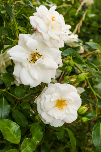istock delicate white dog rose flowers (focus middle) 1329803794