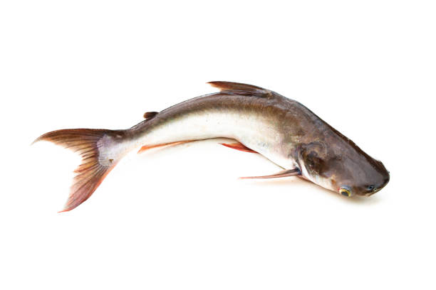 istock Catfish ,Siriped Catfish,Pangasianodon hypophthalmus, isolated on the white background. 1329804268