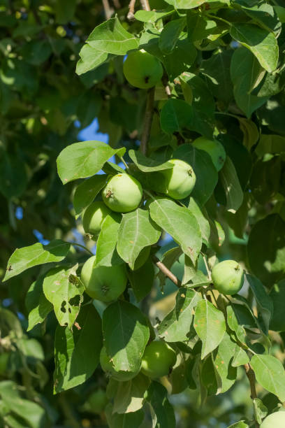 istock Young apples on an apple tree. Vertical photo. 1329806011