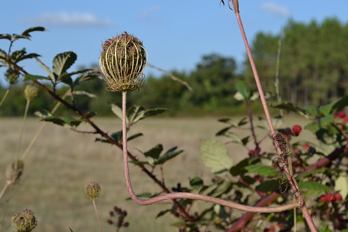 Close-up of a wild carrot stem at a square.