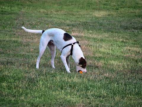 A dog playing in the meadow with a ball.