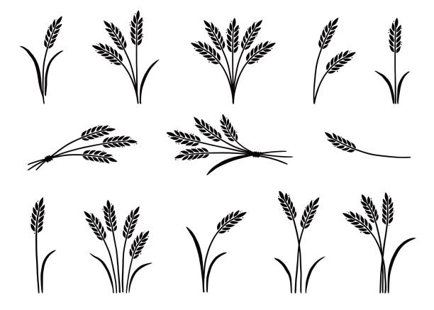 ilustrações, clipart, desenhos animados e ícones de trigo, cevada, ícone do arroz. desenhado à mão - barley black stem wheat