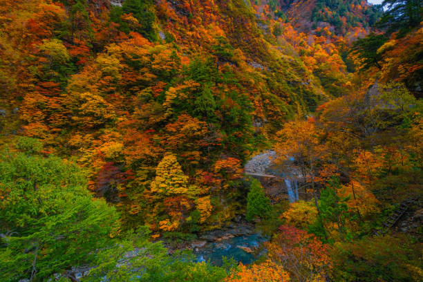 istock Autumn colors in Kurobe gorge Toyama 1329812076