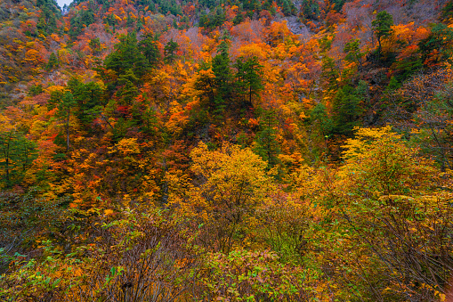 Autumn colors in Kurobe gorge Toyama