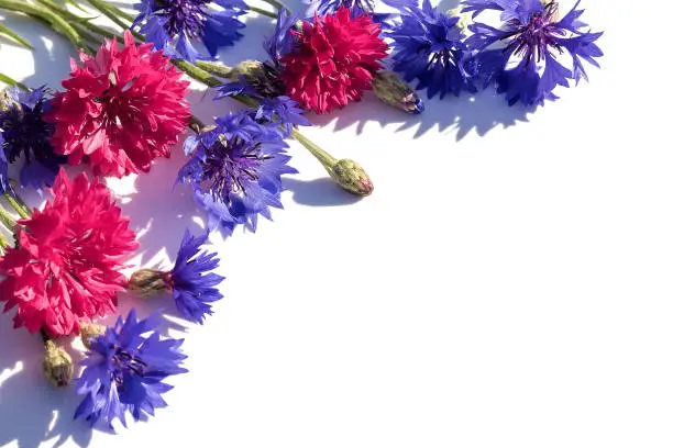 On an isolated white background, a beautiful floral arrangement of twigs of red and blue cornflowers for congratulations.