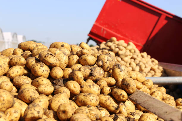 istock Agricultural potato harvest with harvester 1329813401