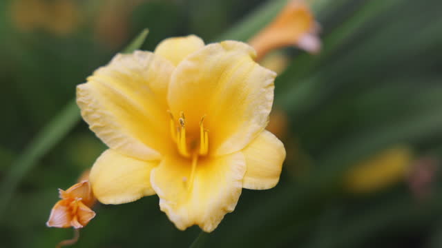 Yellow Daffodil Flower Close Up