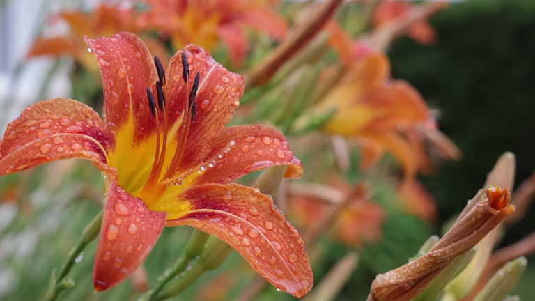 Orange Hemerocallis Flower after the rain