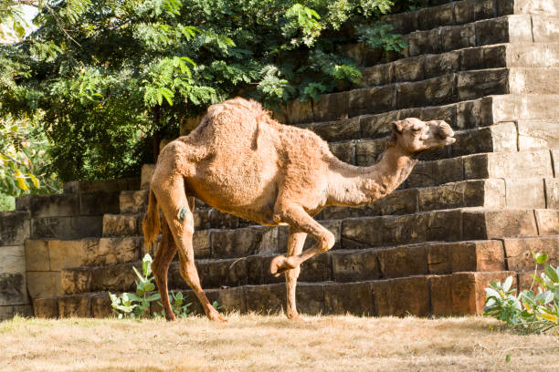 istock Camels are walking relax on the lawn. 1329817021