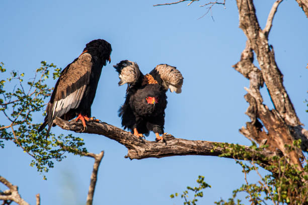 istock Bateleur eagle pair perched on a tree in the Kruger National Park in South Africa 1329818735