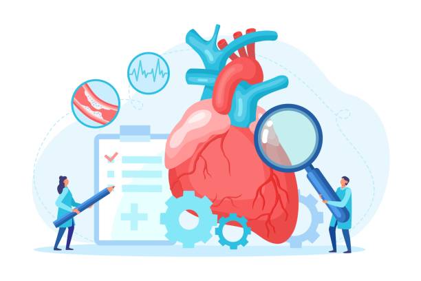 ilustraciones, imágenes clip art, dibujos animados e iconos de stock de chequeo de salud del corazón y pequeño especialista en cardiología con lupa se encargan del cardiograma de pulso del examen médico profesional. - pumping blood illustrations