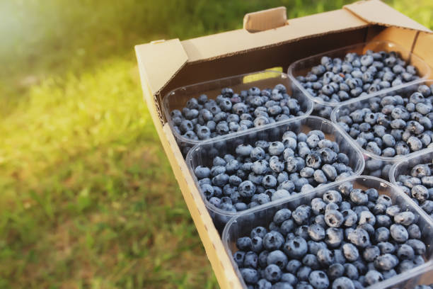 istock Senior man hands holding box with fresh cultivated blueberry 1329819219