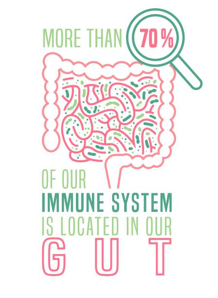 Medical poster with useful information about gut More than 70 percent of our immune system is located in our gut. Medical poster. Modern outline style. Scientific graphic design. Editable vector illustration isolated on a white background. intestinal tract infection stock illustrations