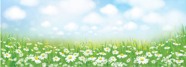 벡터 여름 자연 배경, 흰색 카모 마일 스 필드. - environmental conservation herb meadow sky stock illustrations