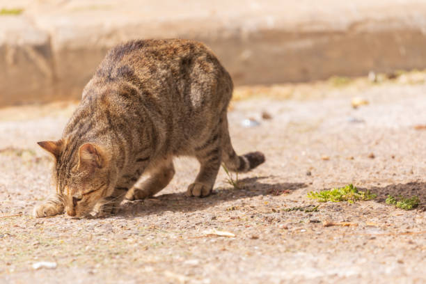 istock Brown cat is eating from the ground 1329822546